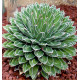 AGAVE DE LA REINE VICTORIA
