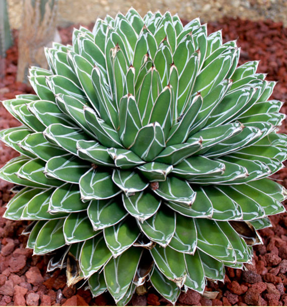 AGAVE DE LA REINE VICTORIA