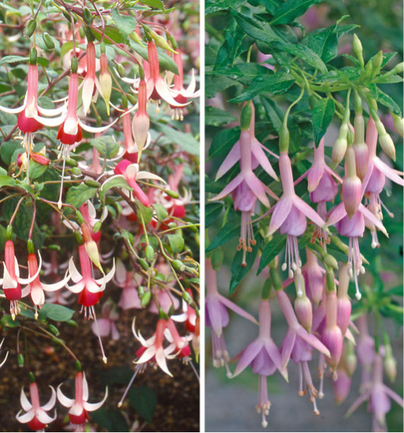 COLIBRIANT 4 FUCHSIAS RUSTIQUES : 2 CHECKERBOARD + 2 WHITEKNIGHT'S PEARL