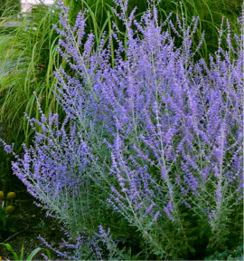 PEROVSKIA BLUE STEEL