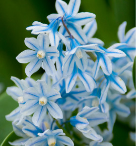 PUSCHKINIA LIBANOTICA