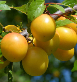 PRUNIER REINE CLAUDE D'OULLINS