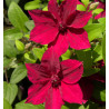 CLEMATITE PÉRIDA