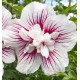HIBISCUS SYRIACUS STARBURST CHIFFON 'Rwoods6'