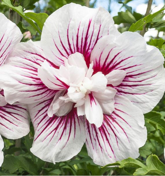 HIBISCUS SYRIACUS STARBURST CHIFFON 'Rwoods6'