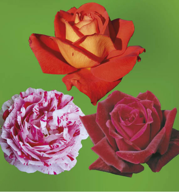 COLIBRIANT 3 ROSIERS BUISSONS : 1 SCENTIMENTAL + 1 LAS VEGAS + 1 PAPA MEILLAND