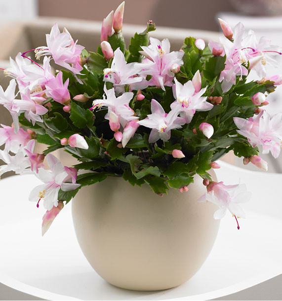 CACTUS DE NOL BLANC, plante en ligne