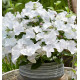 HORTENSIA RUNAWAY BRIDE