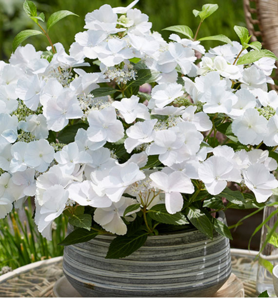 HORTENSIA RUNAWAY BRIDE