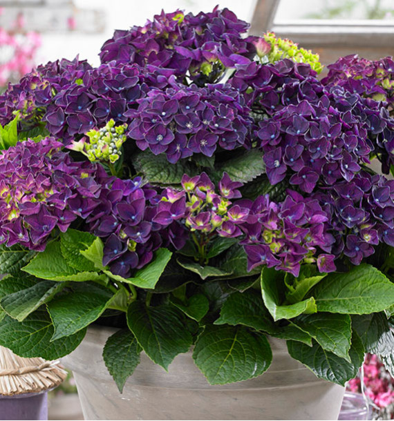 HORTENSIA MACROPHYLLA MUSIC® DEEP PURPLE DANCE