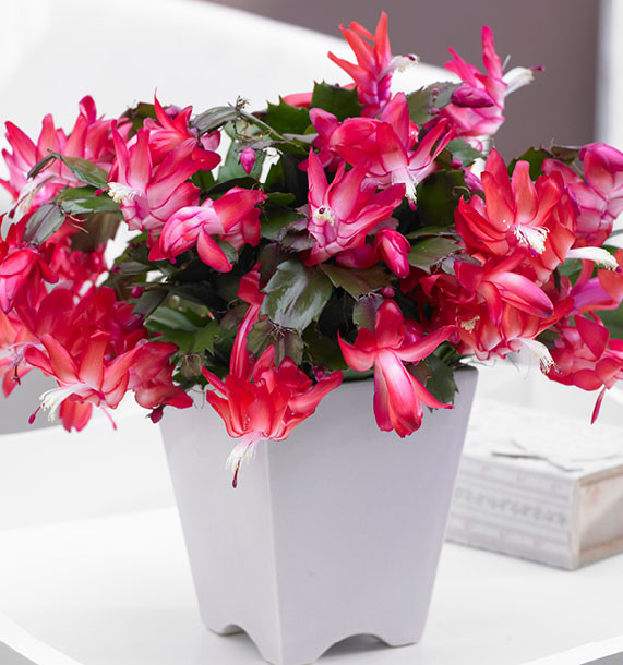 CACTUS DE NOL ROUGE, plante en ligne