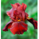 IRIS GERMANICA MAN FROM RIO