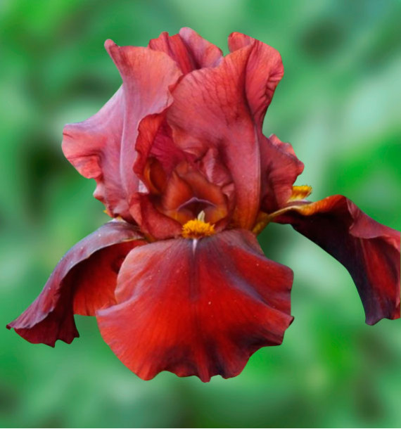 IRIS GERMANICA MAN FROM RIO