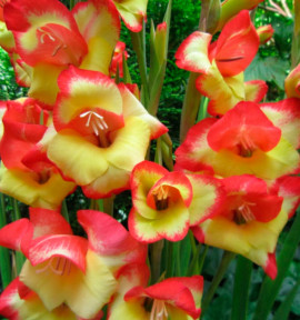 GLAIEUL NAIN LAS VEGAS