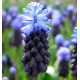 MUSCARI LATIFOLIUM