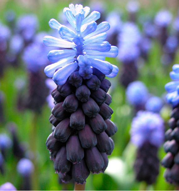 MUSCARI LATIFOLIUM