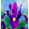 IRIS DE HOLLANDE PURPLE SENSATION