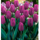 TULIPE TRIOMPHE PURPLE FLAG