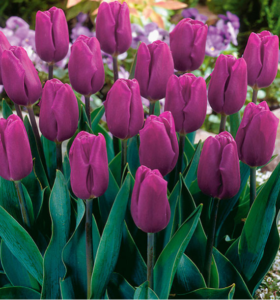 TULIPE TRIOMPHE PURPLE FLAG