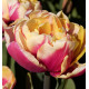 TULIPE À FLEURS DE PIVOINE WYNDHAM