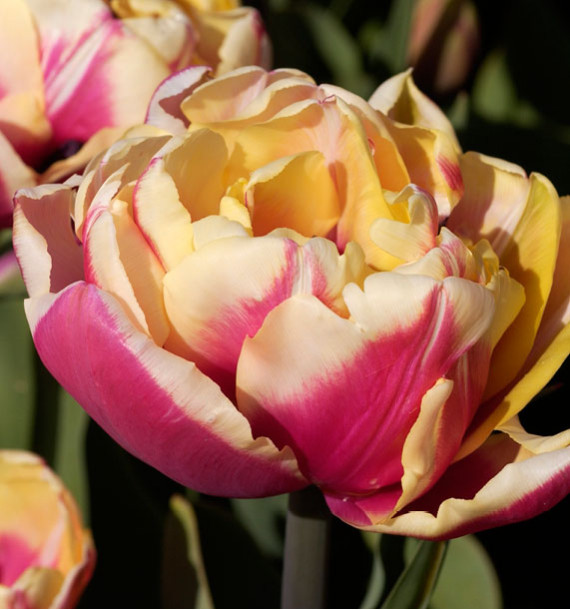 TULIPE À FLEURS DE PIVOINE WYNDHAM