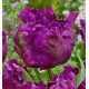 TULIPE PERROQUET NEGRITA PARROT