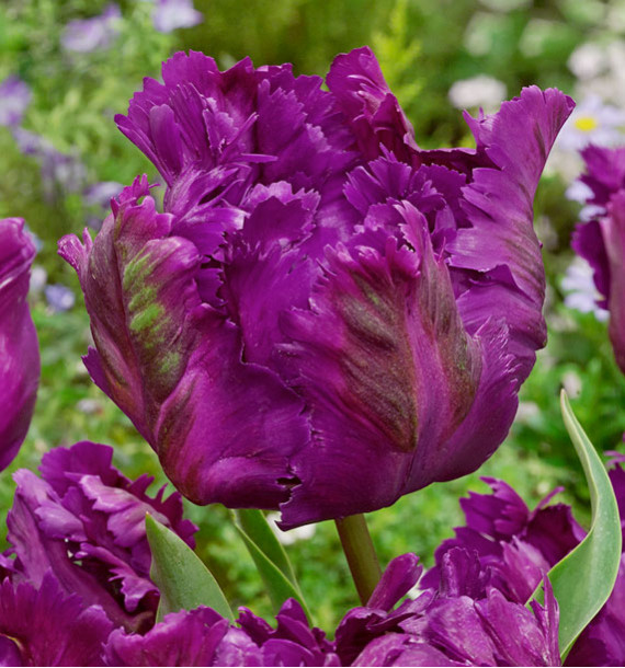 TULIPE PERROQUET NEGRITA PARROT