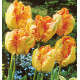 TULIPE PERROQUET APRICOT PARROT
