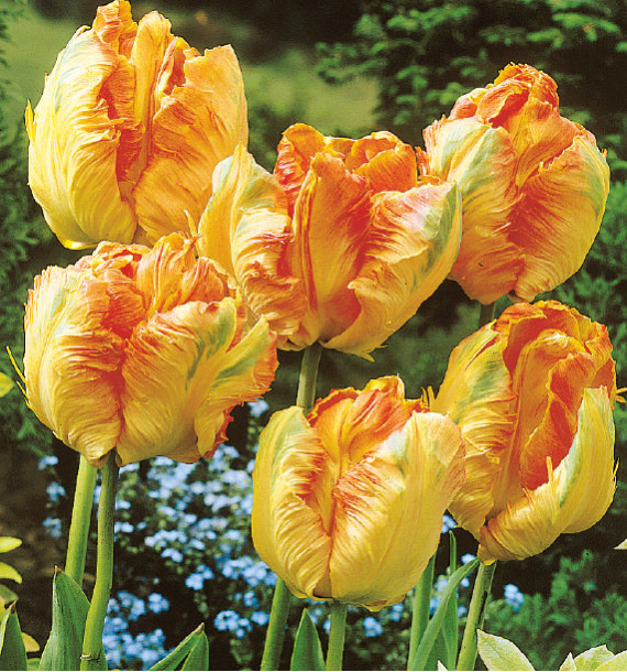 TULIPE PERROQUET APRICOT PARROT