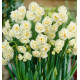 NARCISSE PLURIFLORE À FLEURS D’ORCHIDÉES BRIDAL CROWN