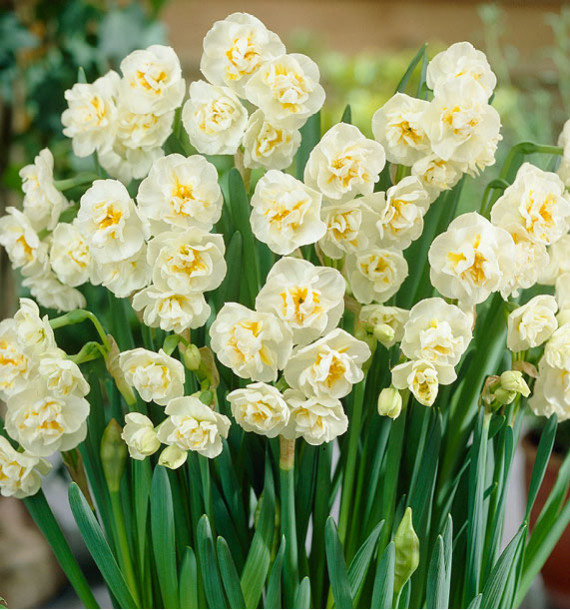NARCISSE PLURIFLORE À FLEURS D’ORCHIDÉES BRIDAL CROWN