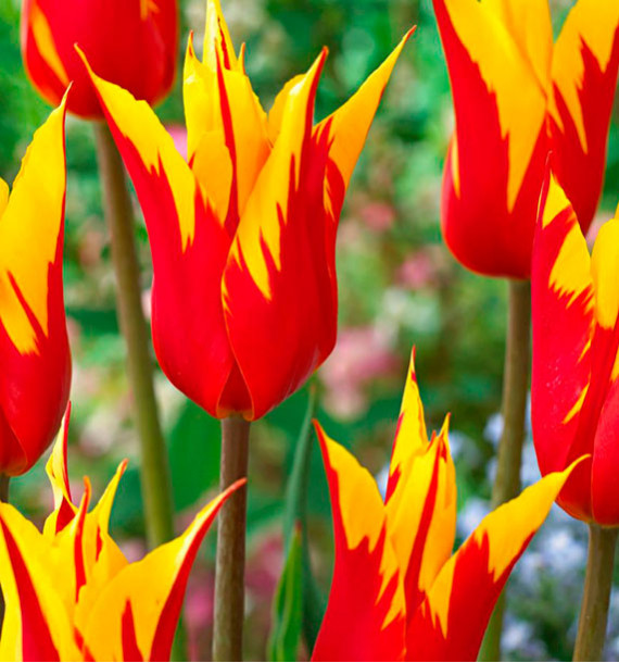 TULIPES A FLEURS DE LIS FIREWORKS