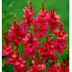 IXIA VENUS (Lis des blés)