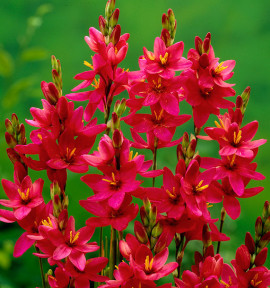IXIA VENUS (Lis des blés)