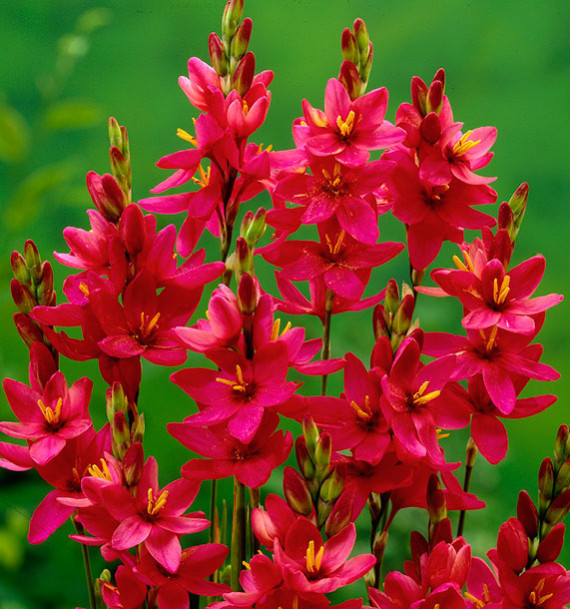 IXIA VENUS (Lis des blés)