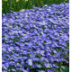 ANEMONE BLANDA BLUE SHADES