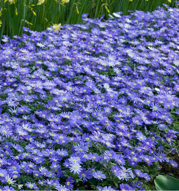 ANEMONE BLANDA BLUE SHADES