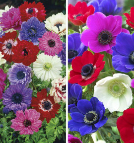 COLIBRIANT 30 ANÉMONES DES FLEURISTES: 15 SAINTE BRIGITTE + 15 DE CAEN