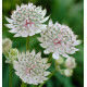 ASTRANCE MAJOR