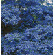 CEANOTHUS CONCHA