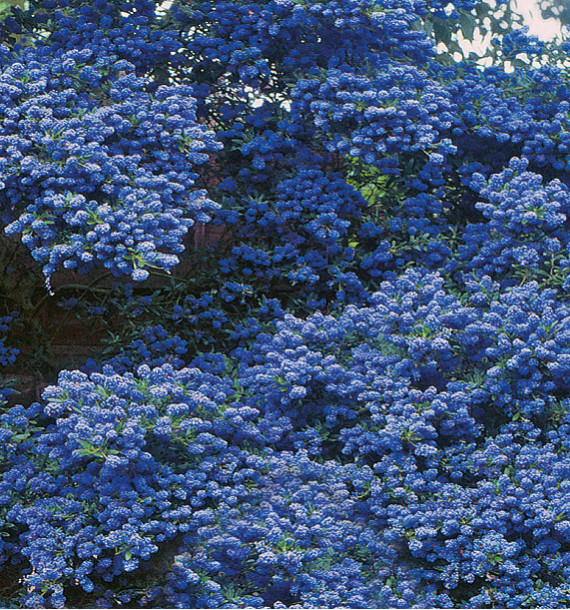 CEANOTHUS CONCHA