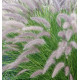 PENNISETUM HAMELN