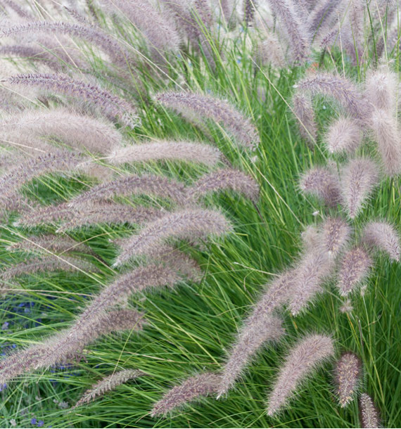 PENNISETUM HAMELN