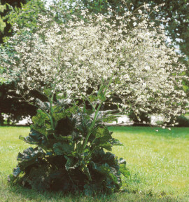 CRAMBE CORDIFOLIA