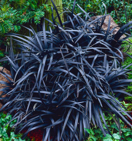 OPHIOPOGON
