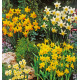 colibriant-18-mini-narcisses-6-bittern-6-golden-echo-6-tete-a-tete