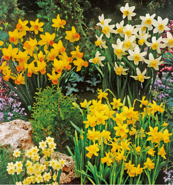 colibriant-18-mini-narcisses-6-bittern-6-golden-echo-6-tete-a-tete