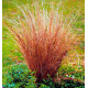 CAREX BRONZE FORM