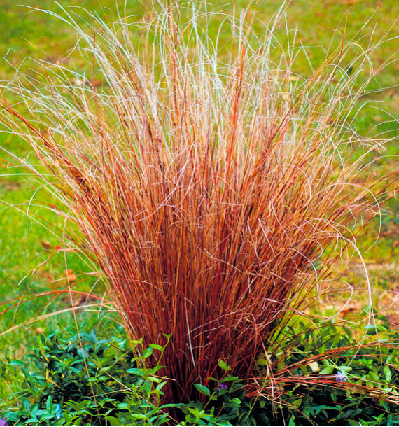 CAREX BRONZE FORM