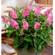 BUDDLEJA BUTTERFLY CANDY® LITTLE PINK BotEx 005